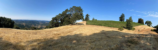 vineyard landscape